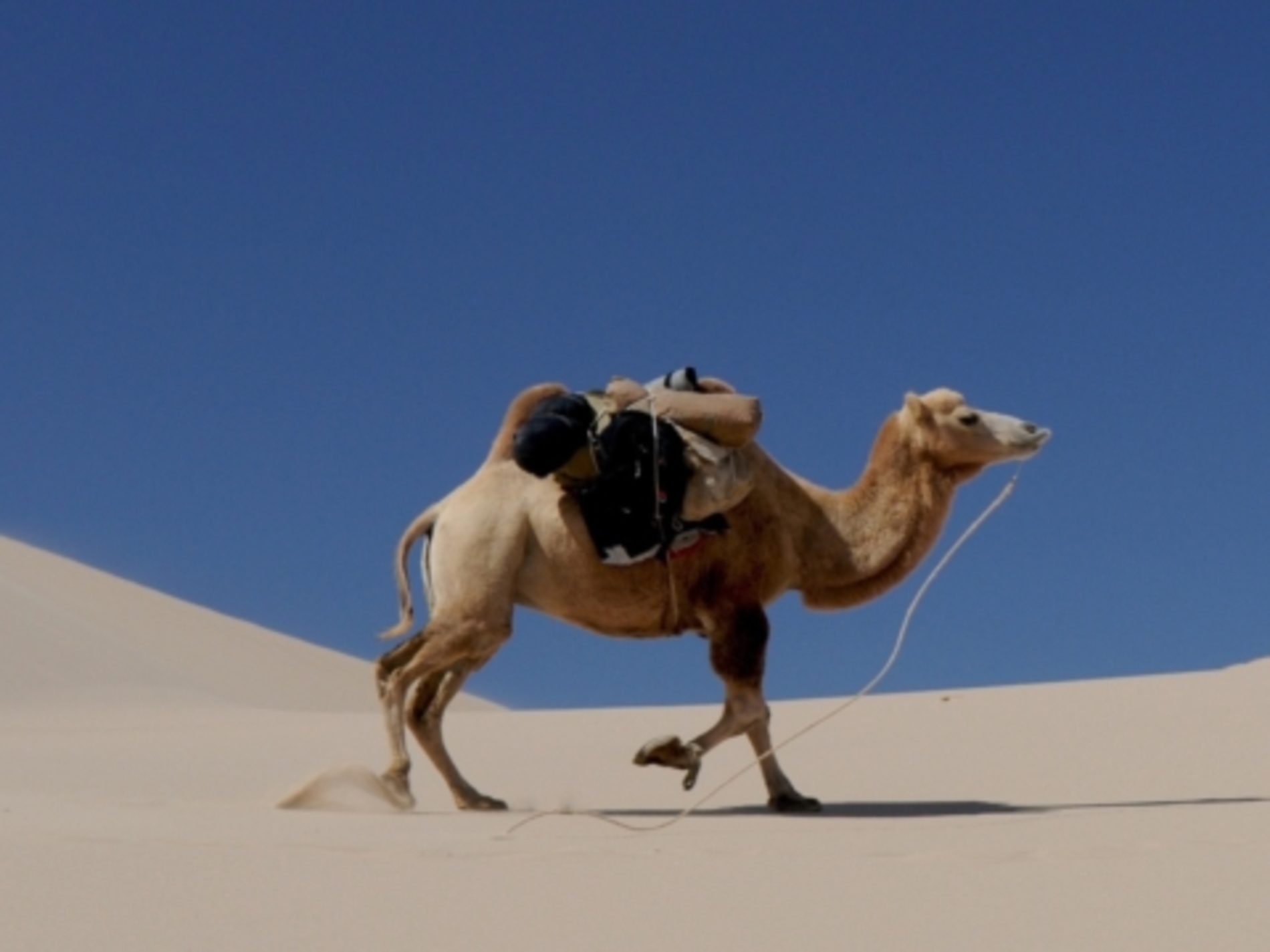 camel-692648-e1690200185466-480x360.jpg