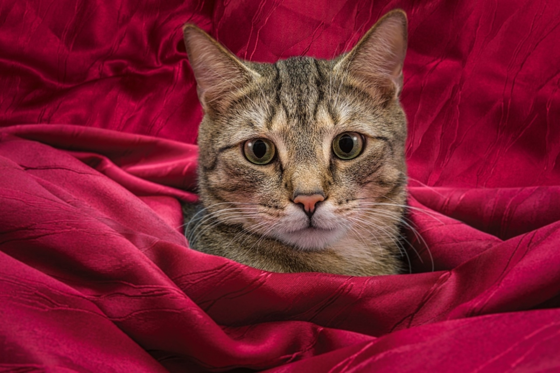 cat-7015498_1280-1200x800.jpg