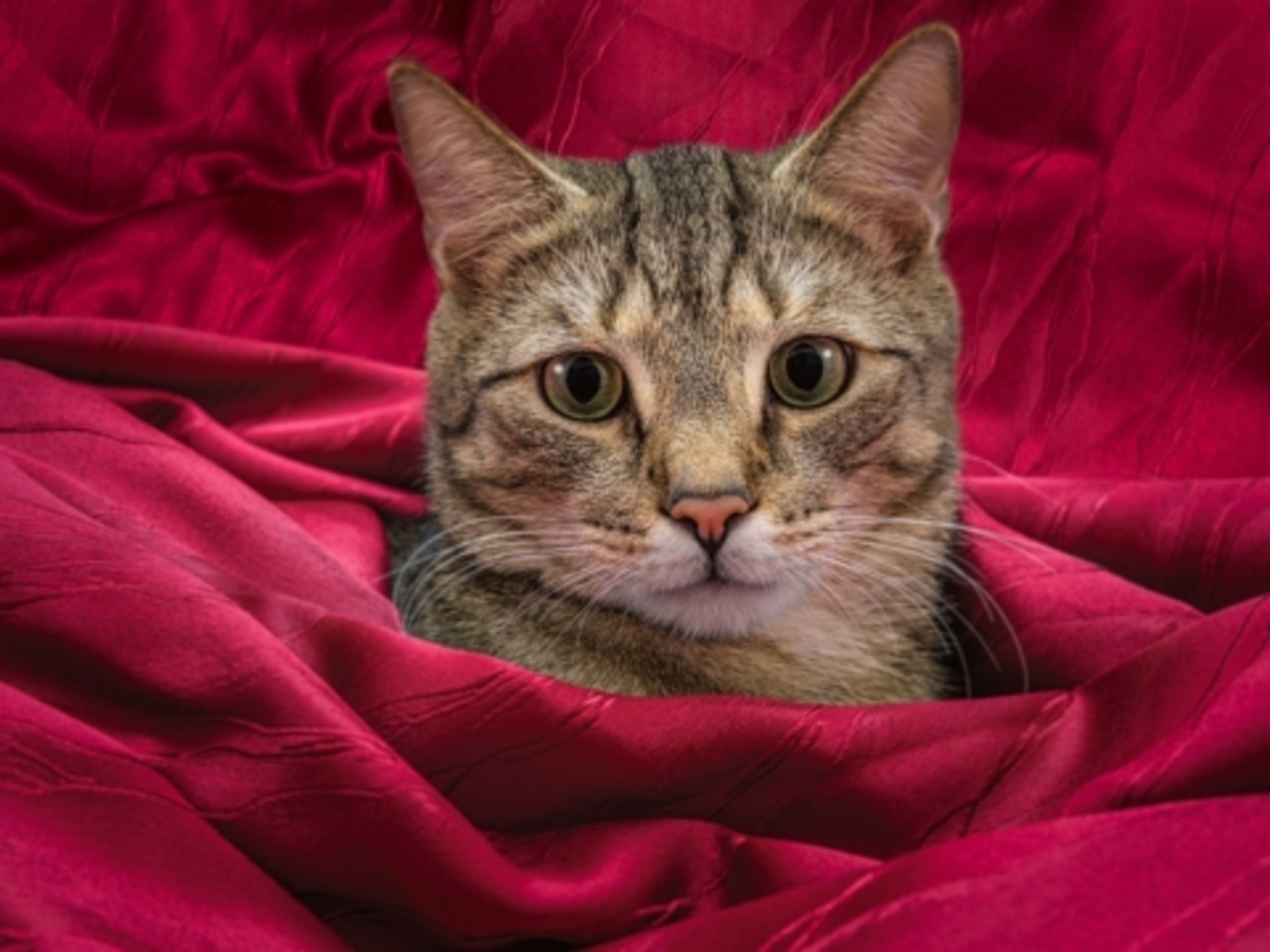 cat-7015498_1280-480x360.jpg