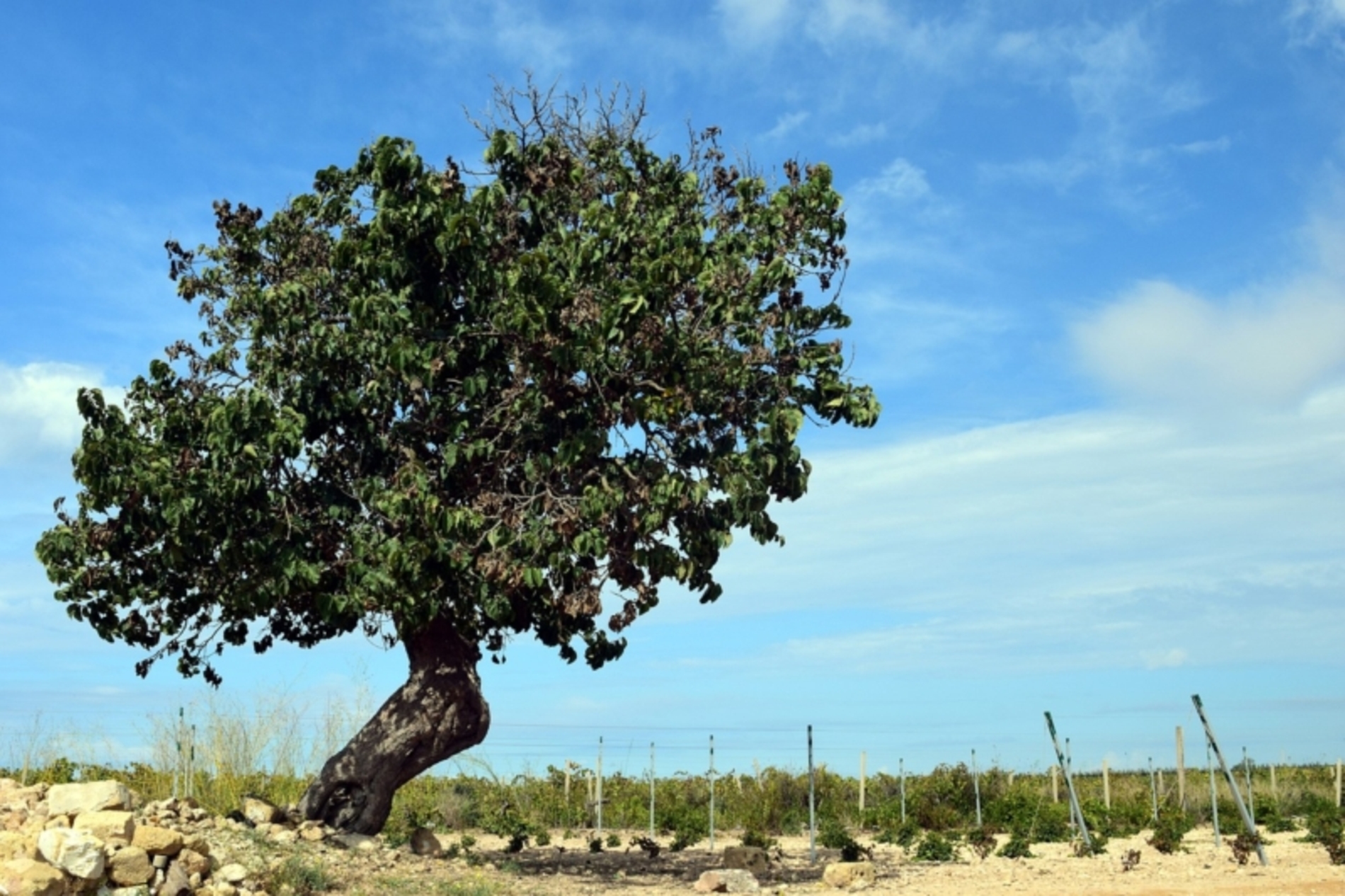tree-2849401_1280-800x533.jpg