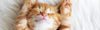 adobestock_74159556-2000x600.jpeg
